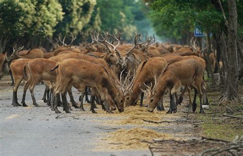 Dafeng Milu Nature Reserve: Yuşağan Bozkırda Çizme İzleri Bırakan Şirin Geyikler!